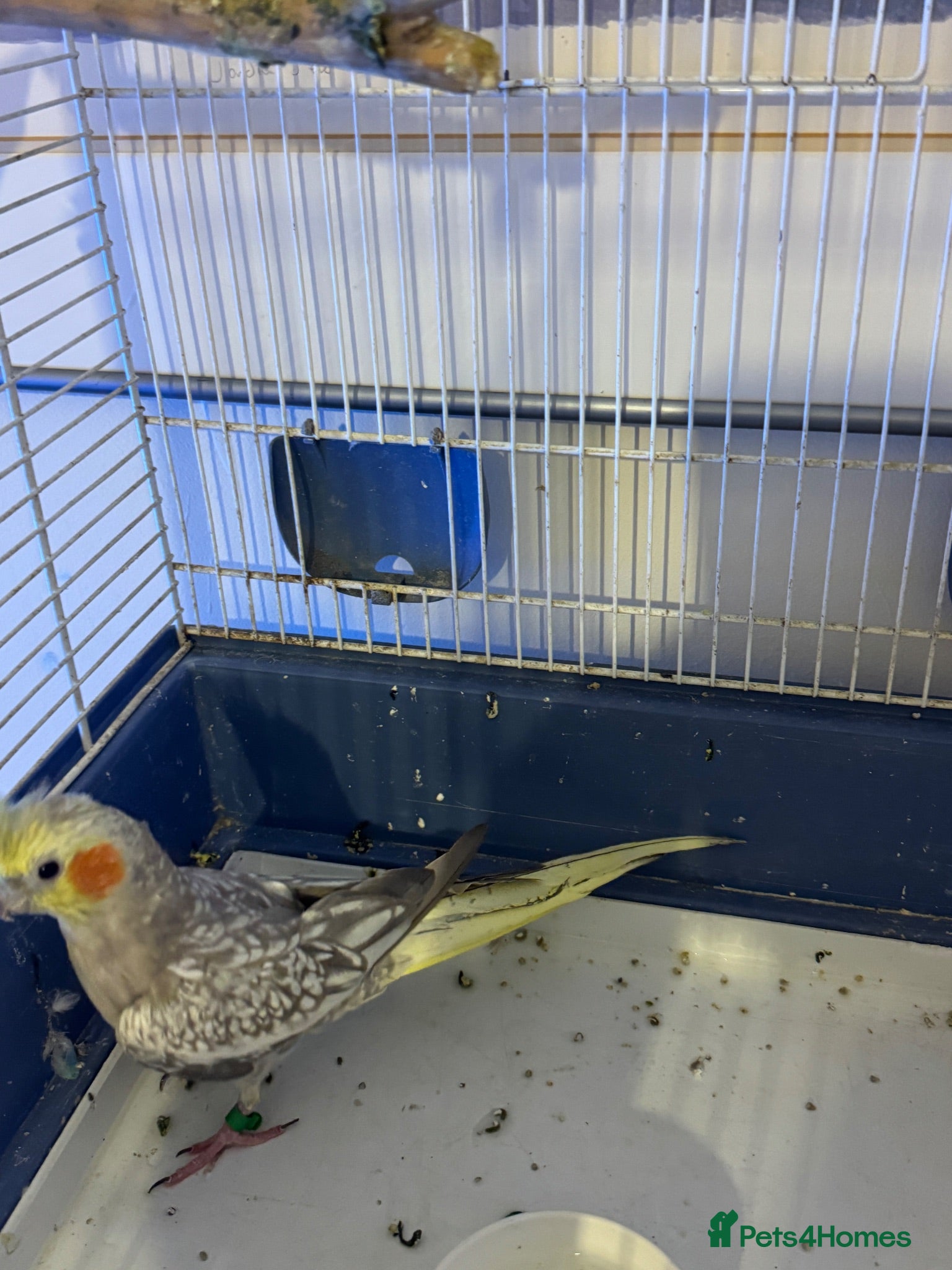 Cockatiels birds Beautiful Cockatiel Friendly & Healthy + Full Cage - Advert 2