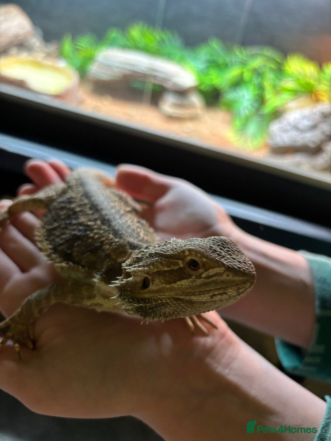 Bearded Dragon reptiles for sale: Gorgeous bearded dragon and viv for sale  - Image 5