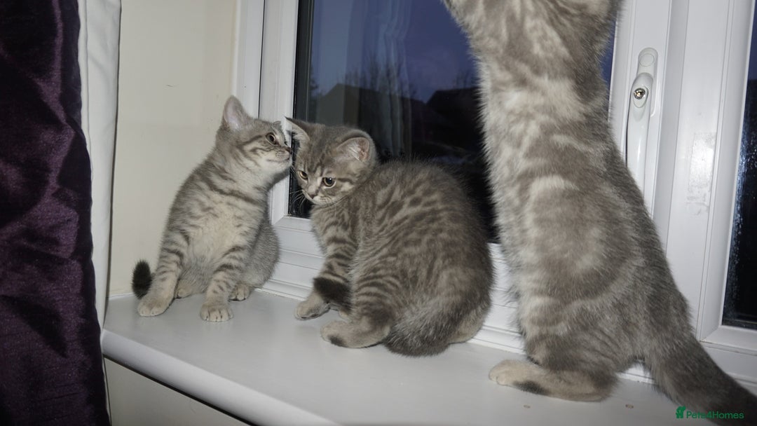 British Shorthair cats for sale: British Blue tabbies boys and girls - Advert 15