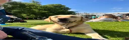 Labrador Retriever dogs for sale: LOVELY BITCH PUPS AVAILABLE  - Advert 1