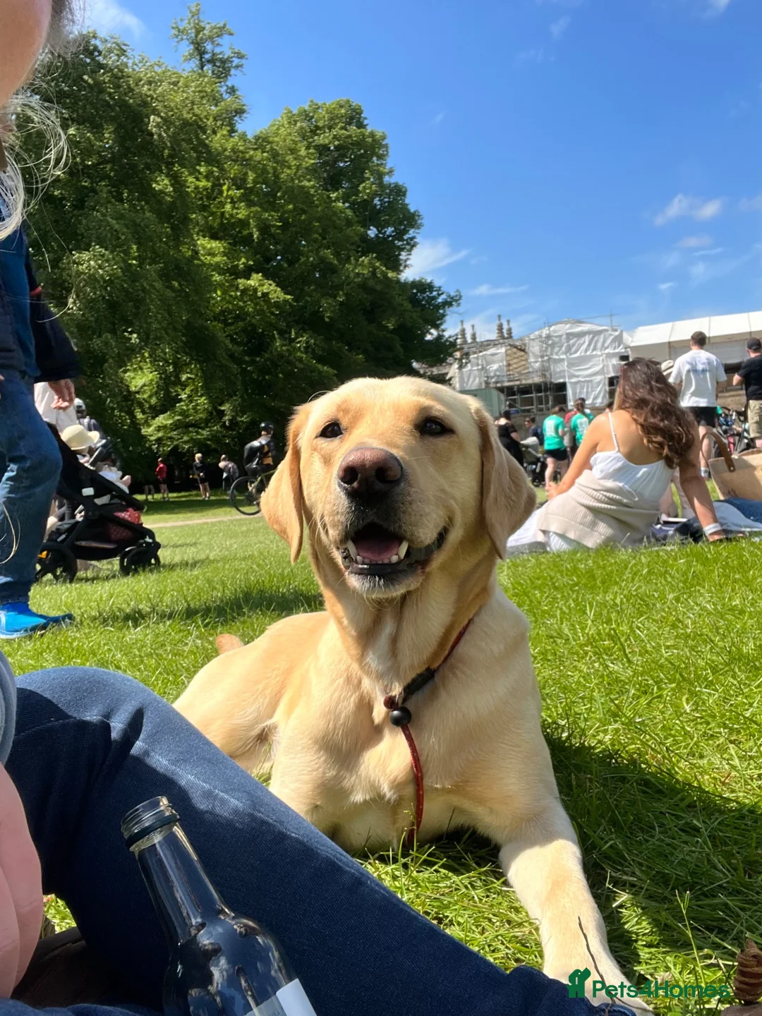 Labrador Retriever dogs for sale: LOVELY BITCH PUPS AVAILABLE  - Advert 1