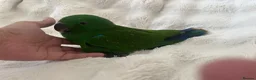 Parrots birds for sale: Eclectus Parrot  - Advert 3