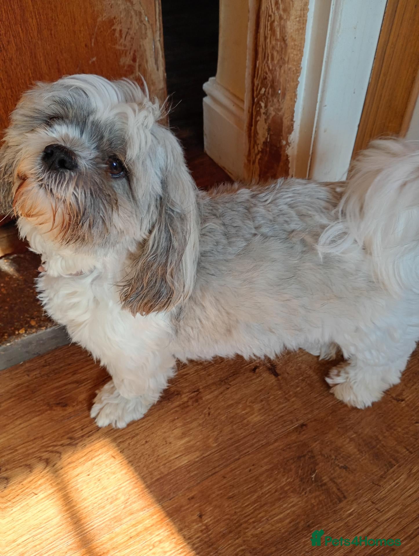 Shih Tzu dogs Pure-Bred Shih Tsu puppies  - Advert 1