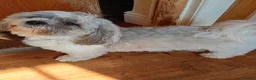 Shih Tzu dogs for sale: Pure-Bred Shih Tsu puppies  - Advert 1