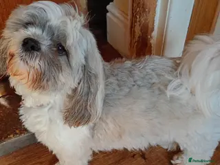 Shih Tzu dogs Pure-Bred Shih Tsu puppies - Advert 1