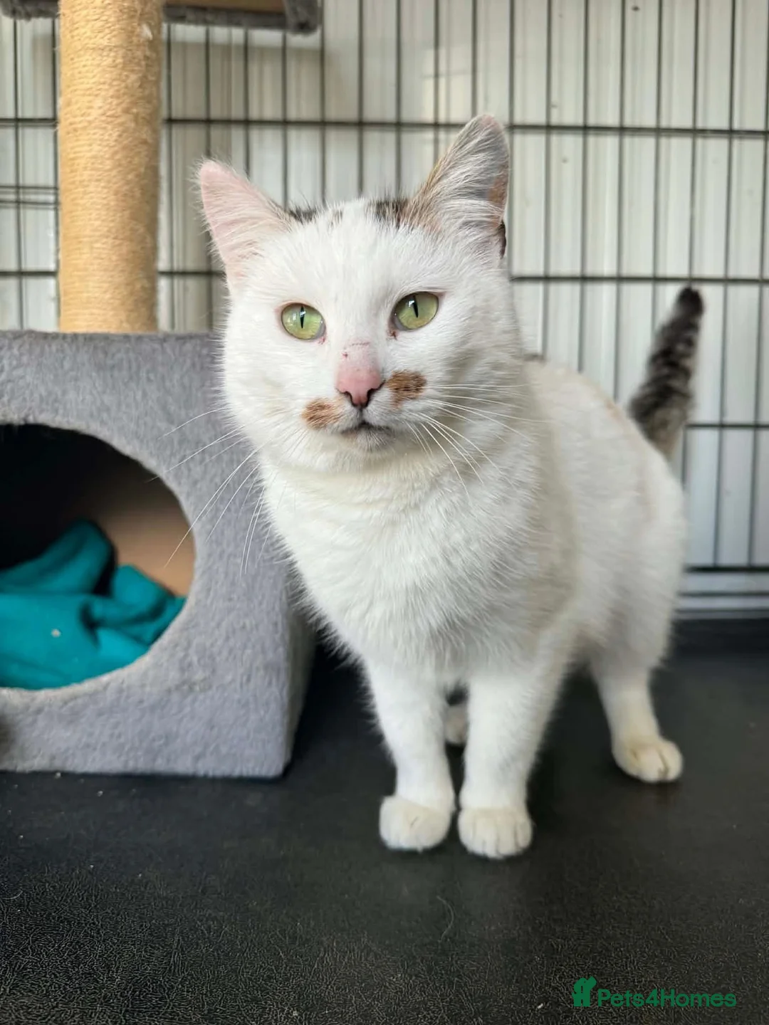 Mixed Breed cats for adoption: Victoria - Norwich Norfolk  - Advert 1