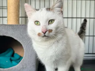 Mixed Breed cats Victoria - Norwich Norfolk - Advert 3