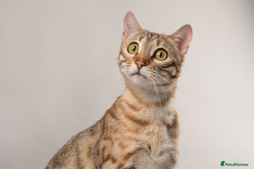 Bengal cats for sale: 🔥Retired Bengal Queen🔥 - Image 5