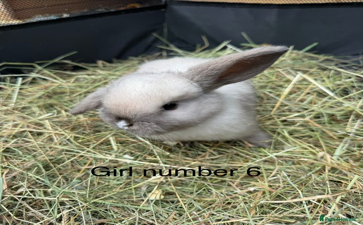 Mini Lop rabbits - Advert 4