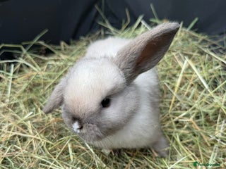 Mini Lop rabbits - Advert 4