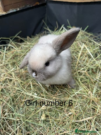 Mini Lop rabbits - Advert 4