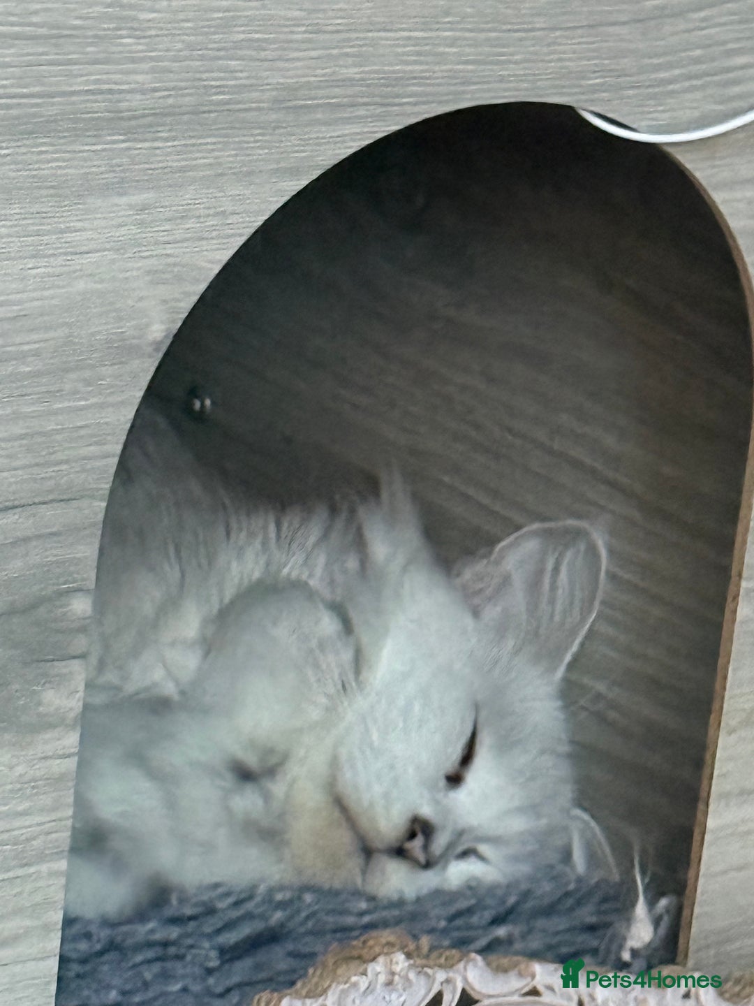 Maine Coon cats for sale: Purebred registered DNA clear Maine Coon Kitten - Advert 7