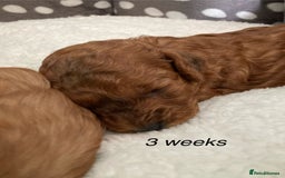 Cockapoo dogs for sale: f1b tiny cockapoo puppies - Image 11