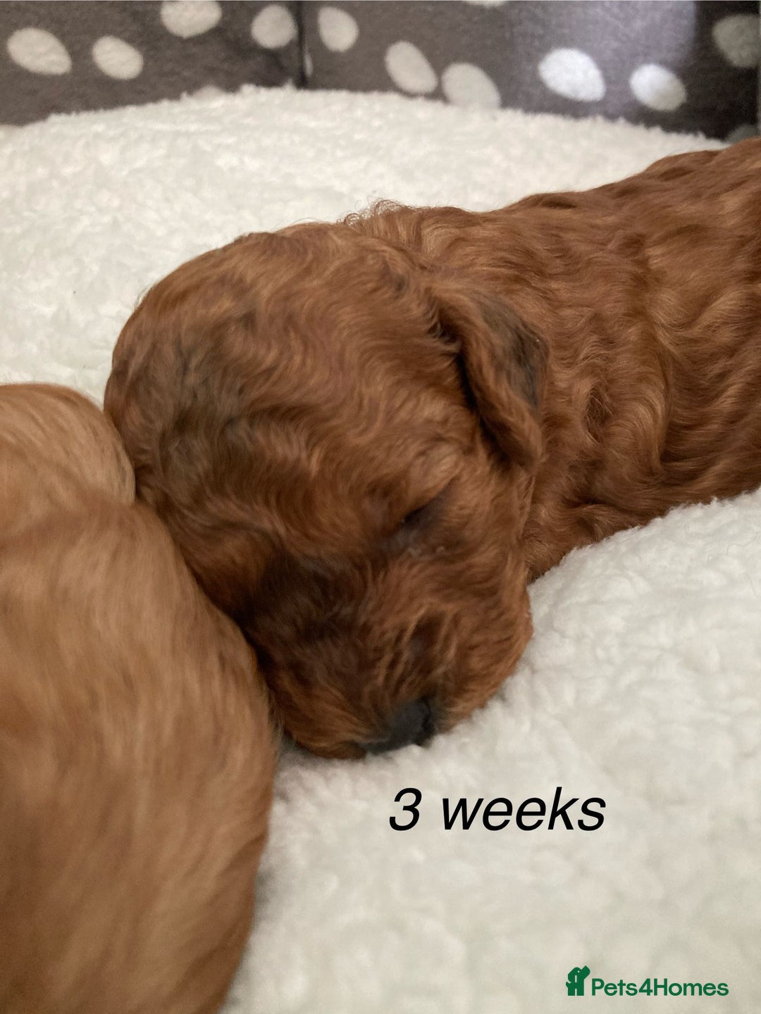 Cockapoo dogs for sale: f1b tiny cockapoo puppies - Image 11
