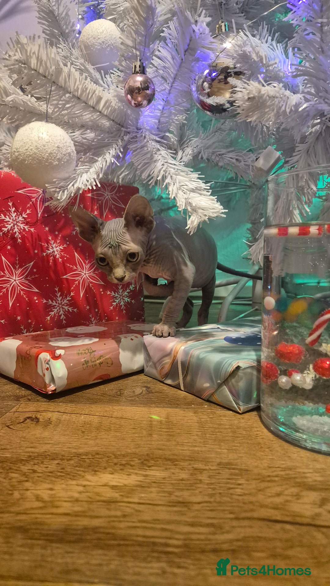 Sphynx cats for sale: Exclusive Sphynx Kittens Looking for Forever Homes - Advert 35