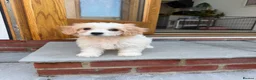 Cavachon dogs for sale: 💕 READY NOW VACCINATED  - Advert 2