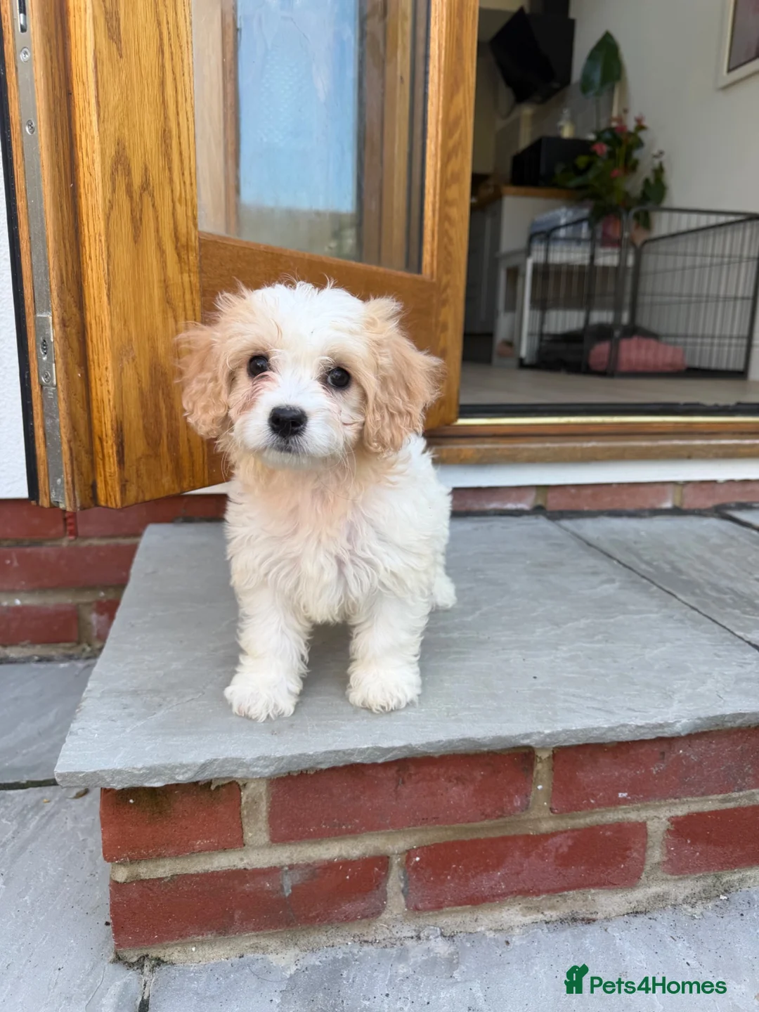 Cavachon dogs for sale: 💕 READY NOW VACCINATED  - Advert 2