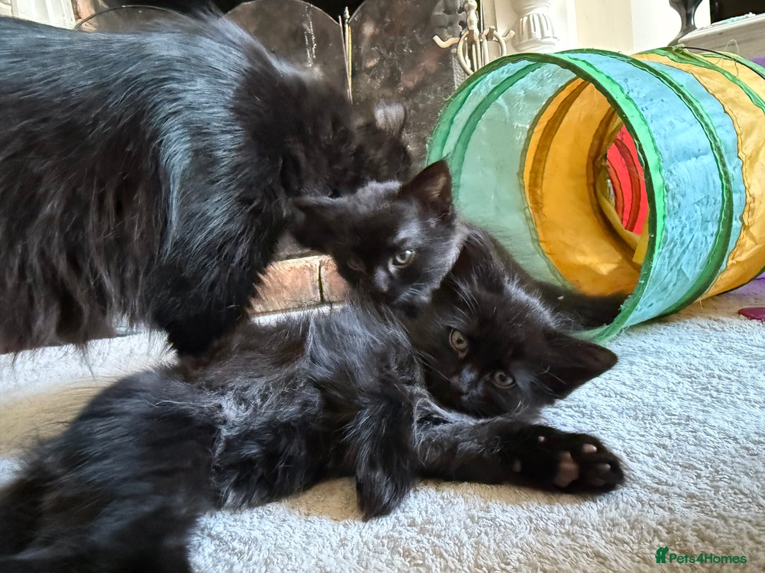 Mixed Breed cats for sale: Beautiful Maine Coon cross kittens - Image 11