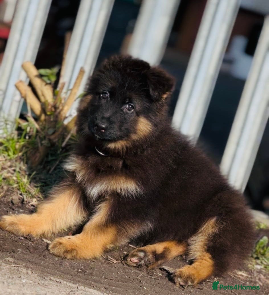 German Shepherd dogs ⭐️German Shepherd long haired puppies⭐️ - Advert 15