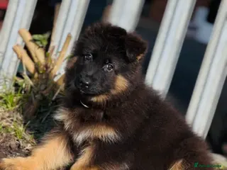German Shepherd dogs ⭐️German Shepherd long haired puppies⭐️ - Advert 11