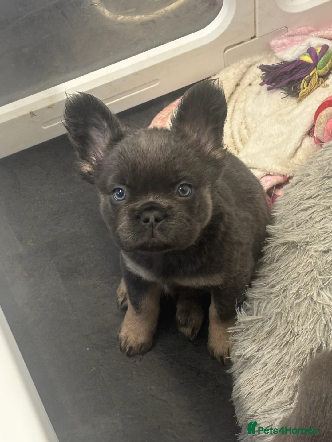 French Bulldog dogs for sale:  2 left 🇫🇷Fluffy french bulldog  - Advert 33