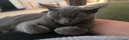 Mixed Breed cats for sale: 2 Beautiful kittens PLUS everything you need - Advert 14