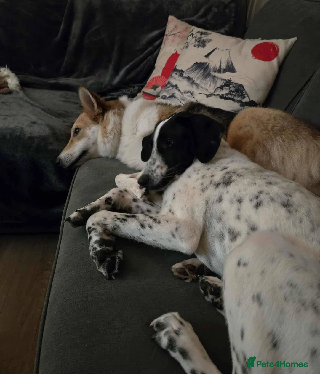 Mixed Breed dogs for adoption: Meet Annabel, currently residing in Hertfordshire  - Advert 4