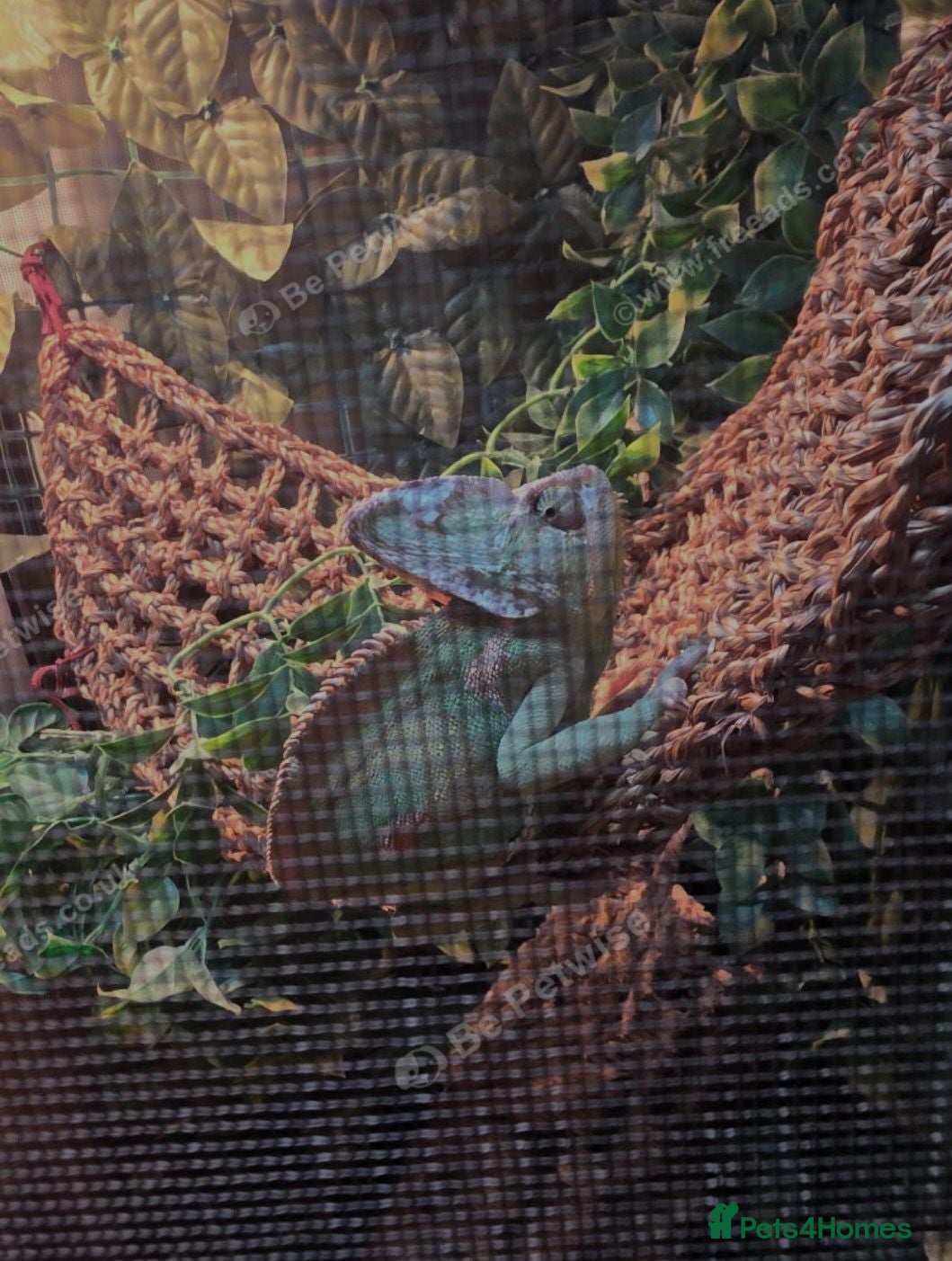 Chameleon reptiles Male Veiled Chameleons - Advert 11