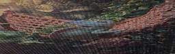 Chameleon reptiles for sale: Male Veiled Chameleons - Advert 1