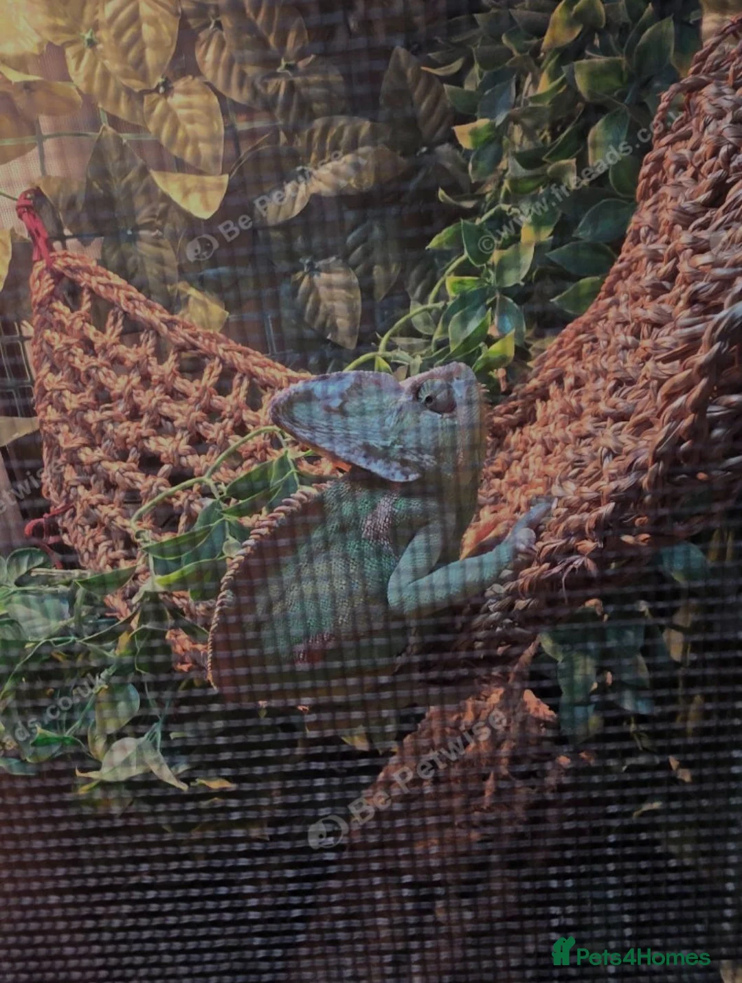 Chameleon reptiles for sale: Male Veiled Chameleons - Advert 1