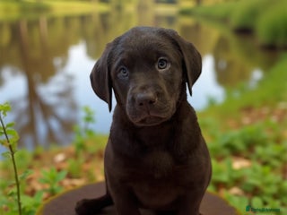Labrador Retriever dogs - Advert 5
