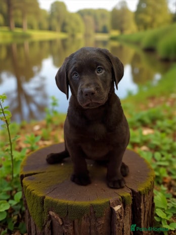 Labrador Retriever dogs - Advert 4