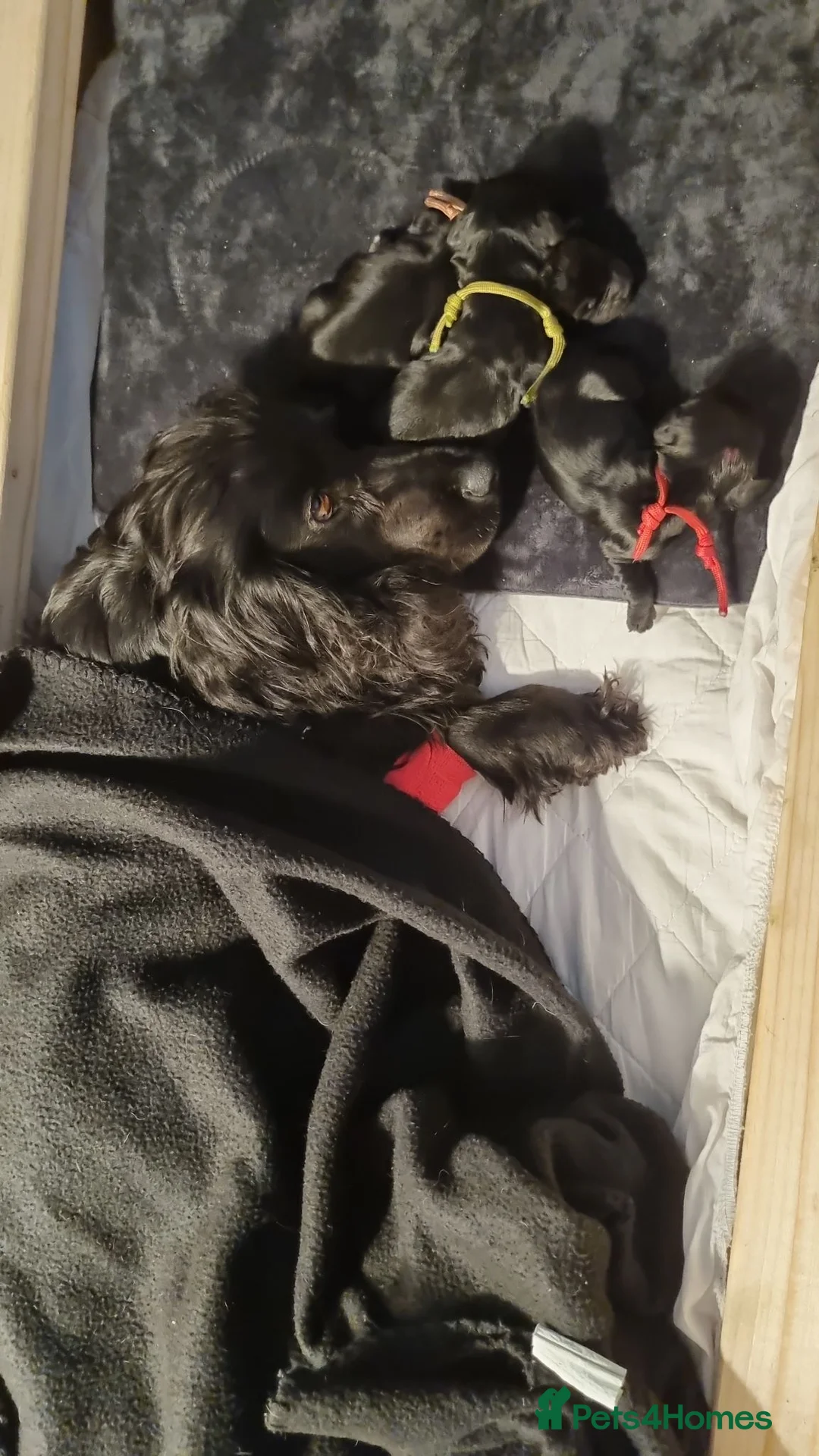 Cocker Spaniel dogs for sale: Working cocker spaniel  - Advert 1