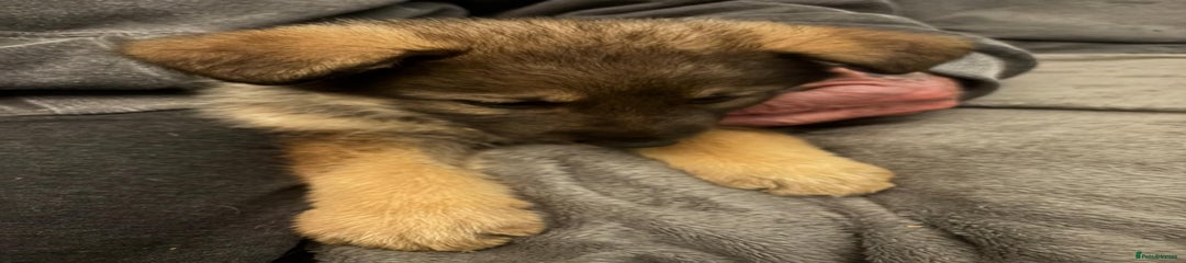 Mixed Breed Puppy 2