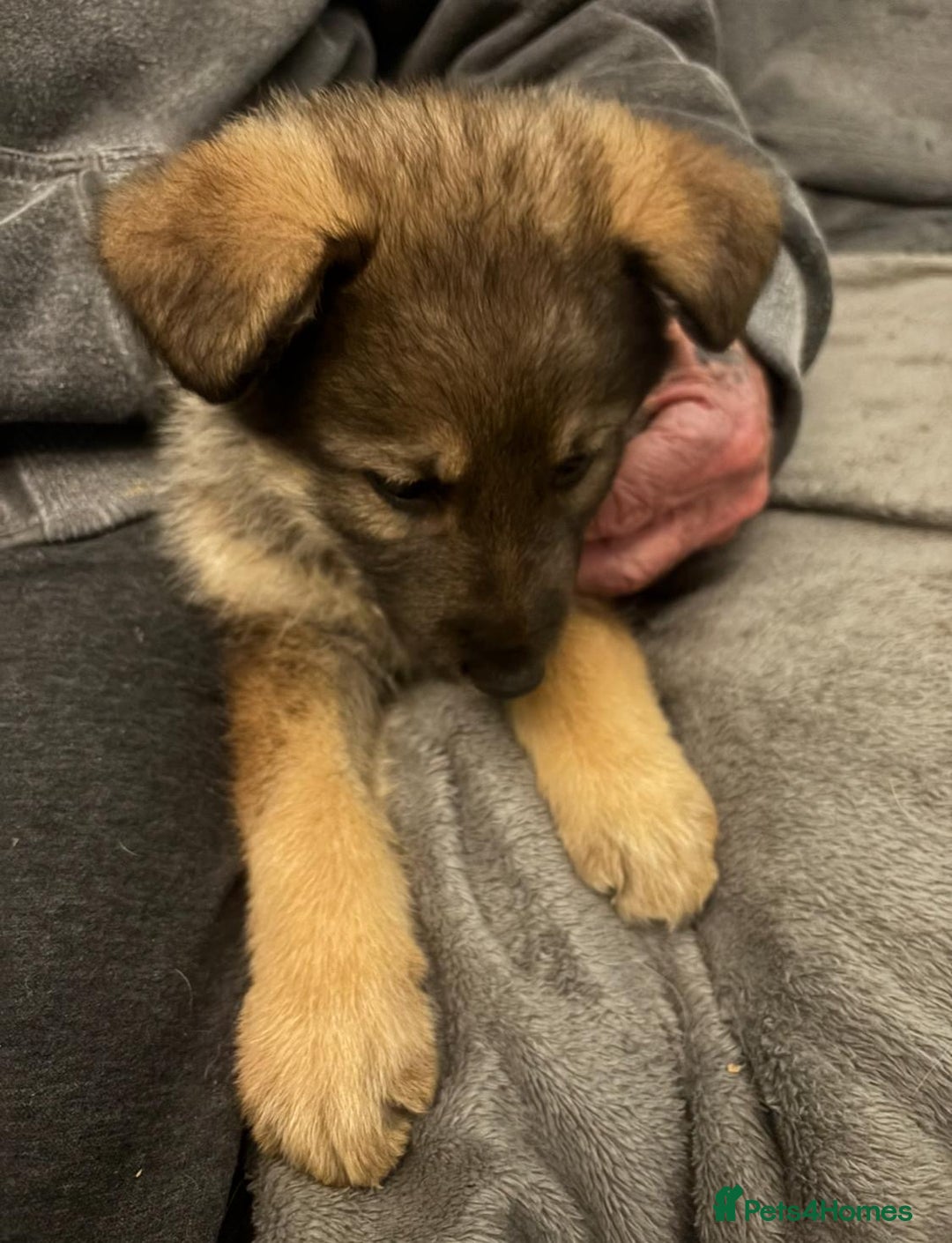 Mixed Breed dogs for sale: German shepherd x Alaskan malamute - Image 2