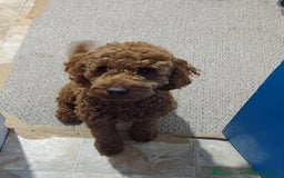 Cockapoo dogs for sale: Gorgeous Deep Red Cockapoos  - Image 11