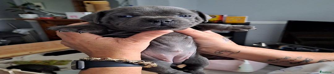 Staffordshire Bull Terrier Puppy 