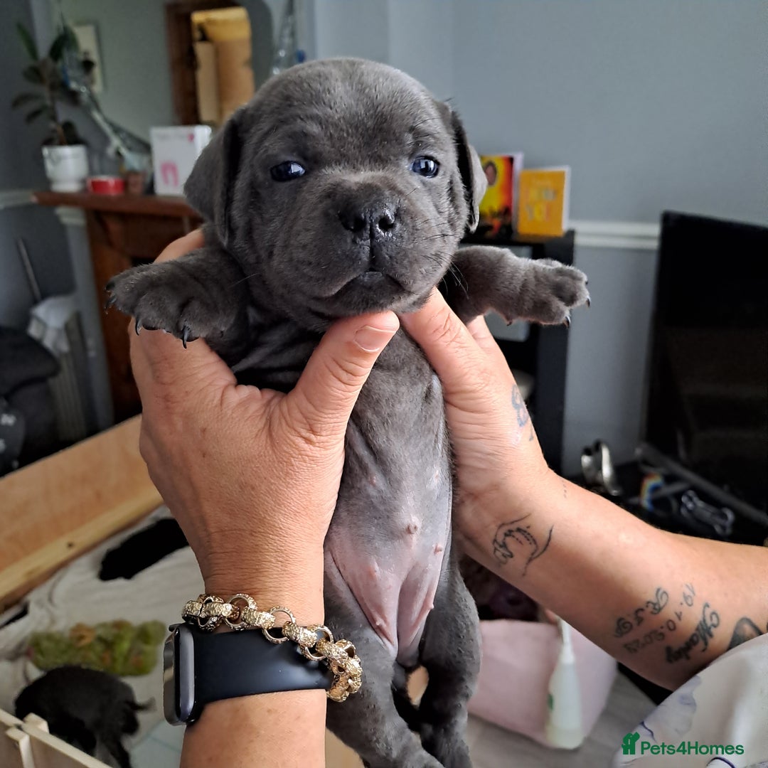 Staffordshire Bull Terrier dogs for sale: 1 stunning black female left 😍  - Image 11