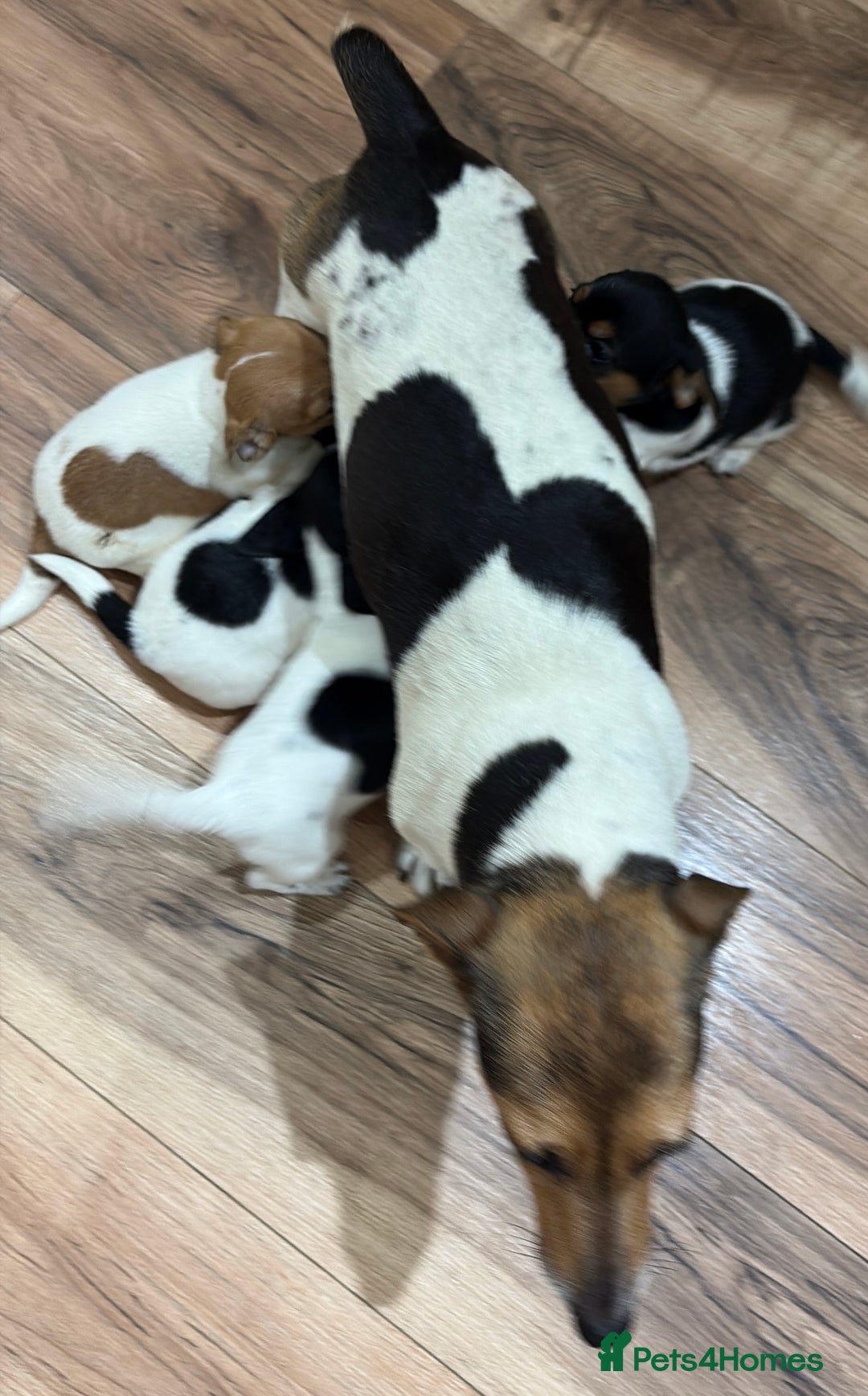 Jack Russell dogs for sale: Jack Russell - Advert 20