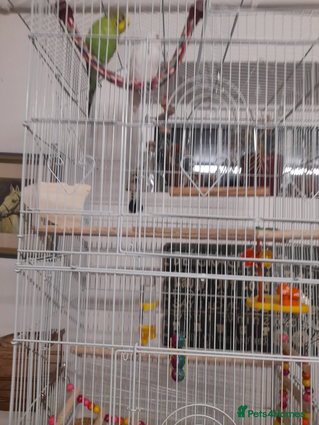 Budgerigars birds for sale: Juvenile male budgerigars in Colchester - Advert 2