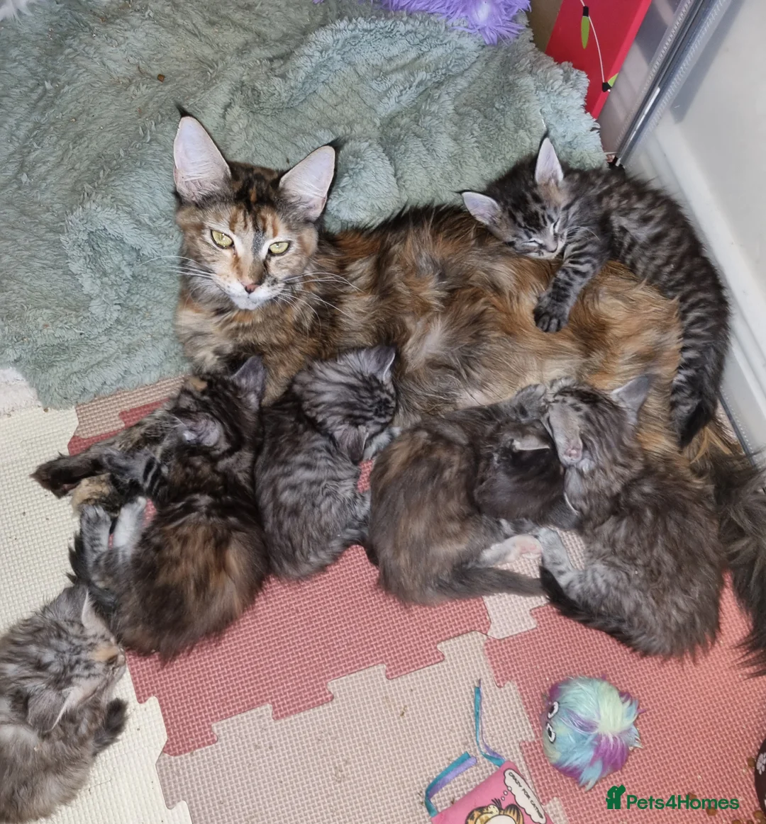 Maine Coon cats for sale: GCCF black silver and silver torbies - Advert 11