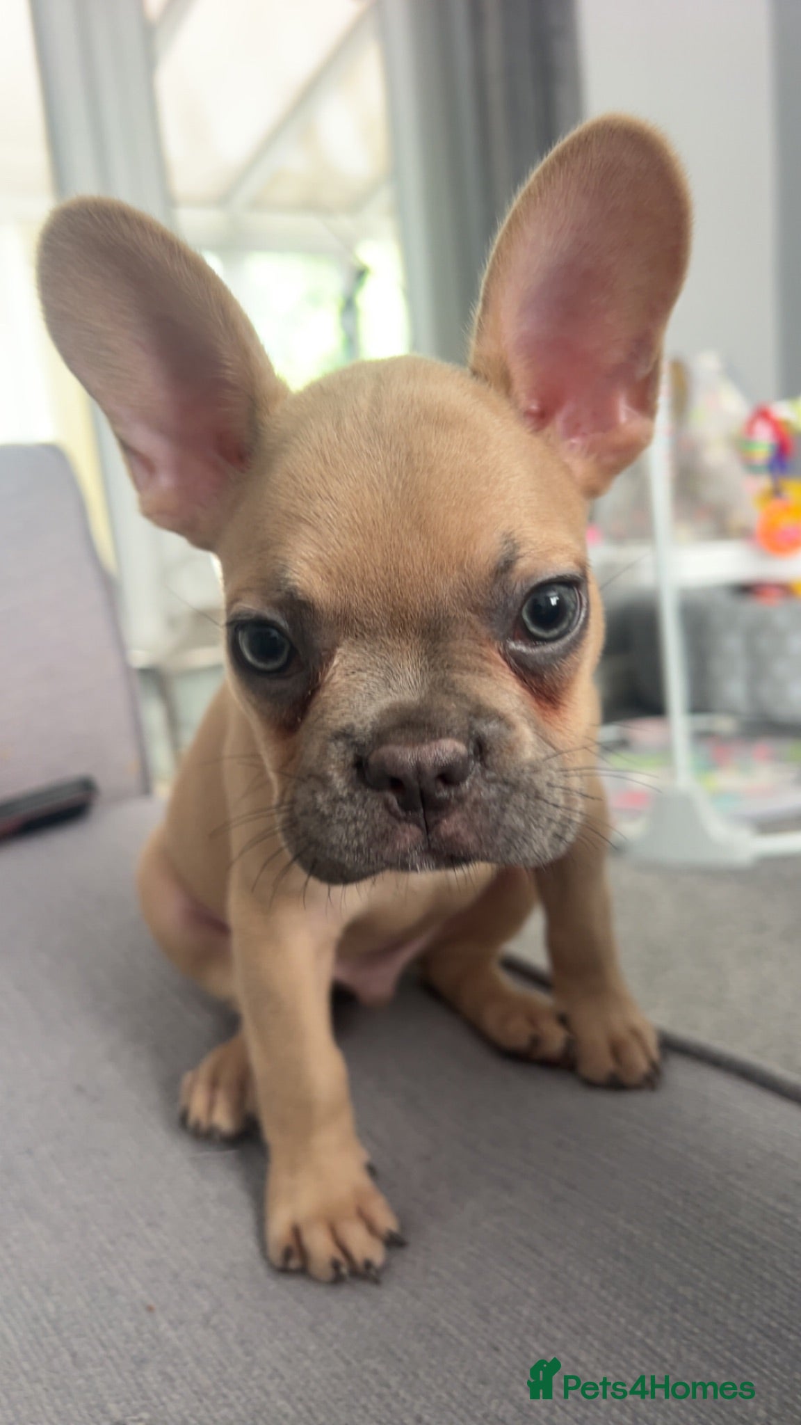 French Bulldog dogs tanned french bulldog 7 months - Advert 1
