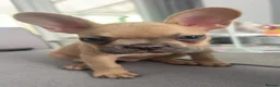 French Bulldog dogs for sale: tanned french bulldog 7 months in Nottingham - Advert 1