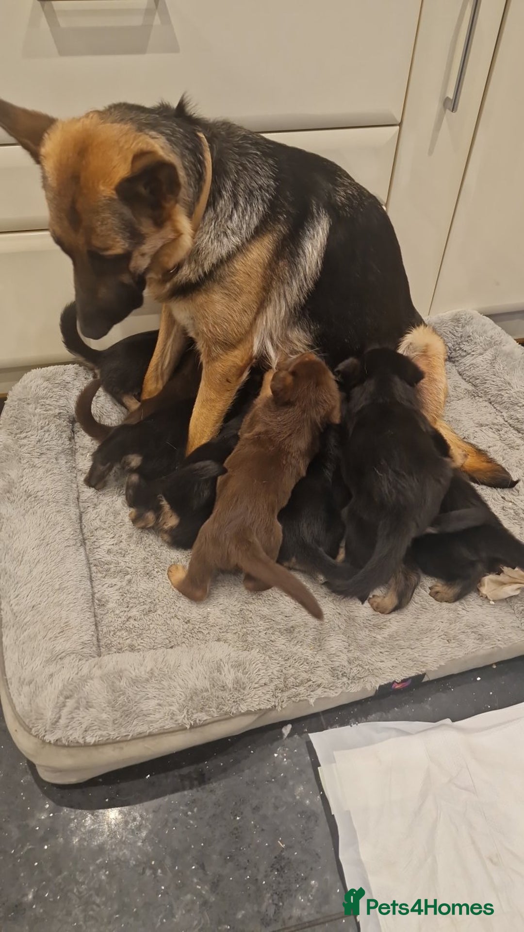 German Shepherd dogs for sale: Quality German shepherd pups - Image 3