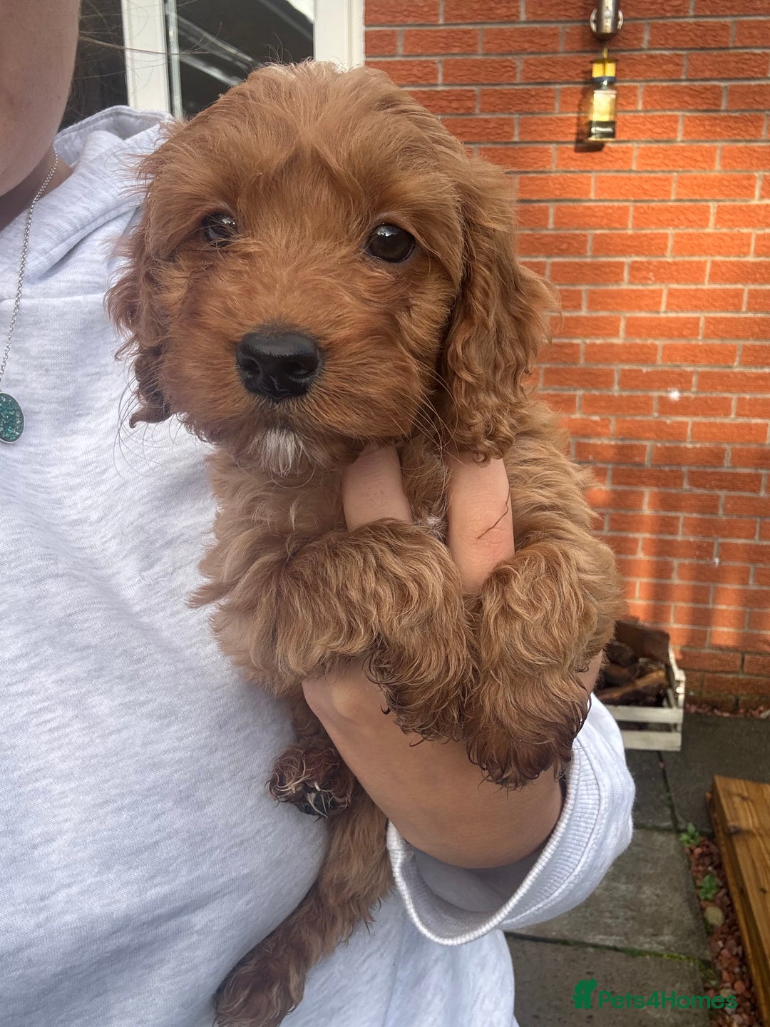 Cockapoo dogs for sale: Beautiful cockapoo bitch - ready now  - Image 4