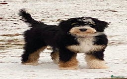 Standard Poodle dogs for stud: K.C Registered Standard poodle in Nottingham - Image 9