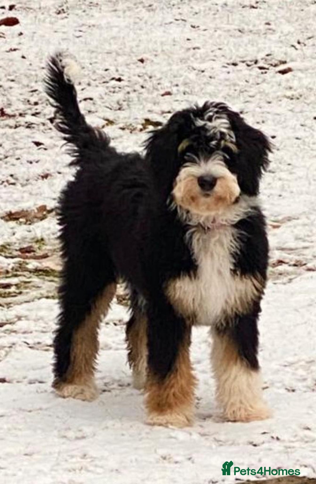 Standard Poodle dogs for stud: K.C Registered Standard poodle in Nottingham - Image 9