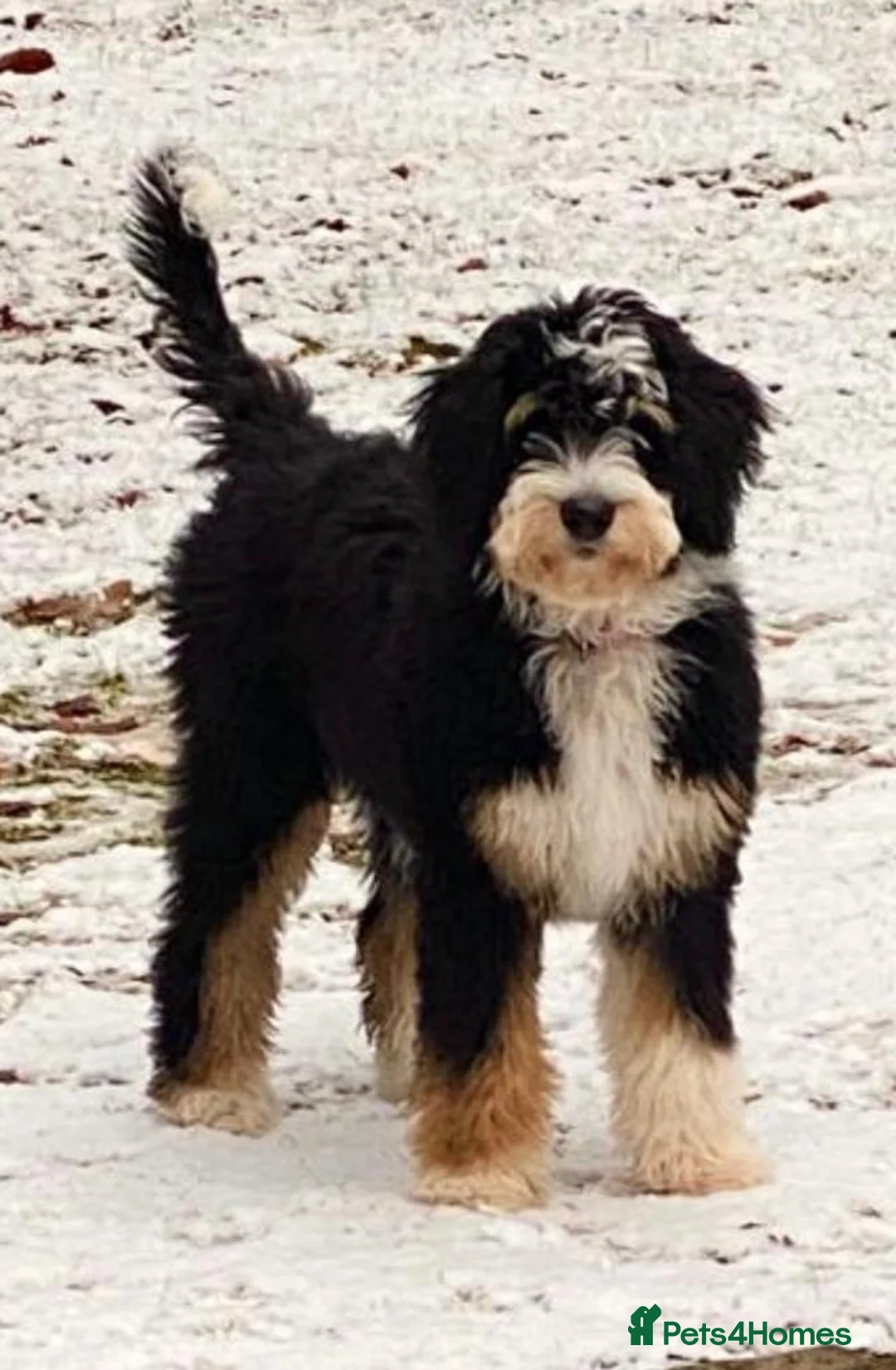 Standard Poodle dogs for stud: K.C Registered Standard poodle in Nottingham - Advert 9