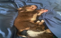 Border Collie dogs for sale: BorderCollie Pups: unique chocolate tri rough coat - Advert 9