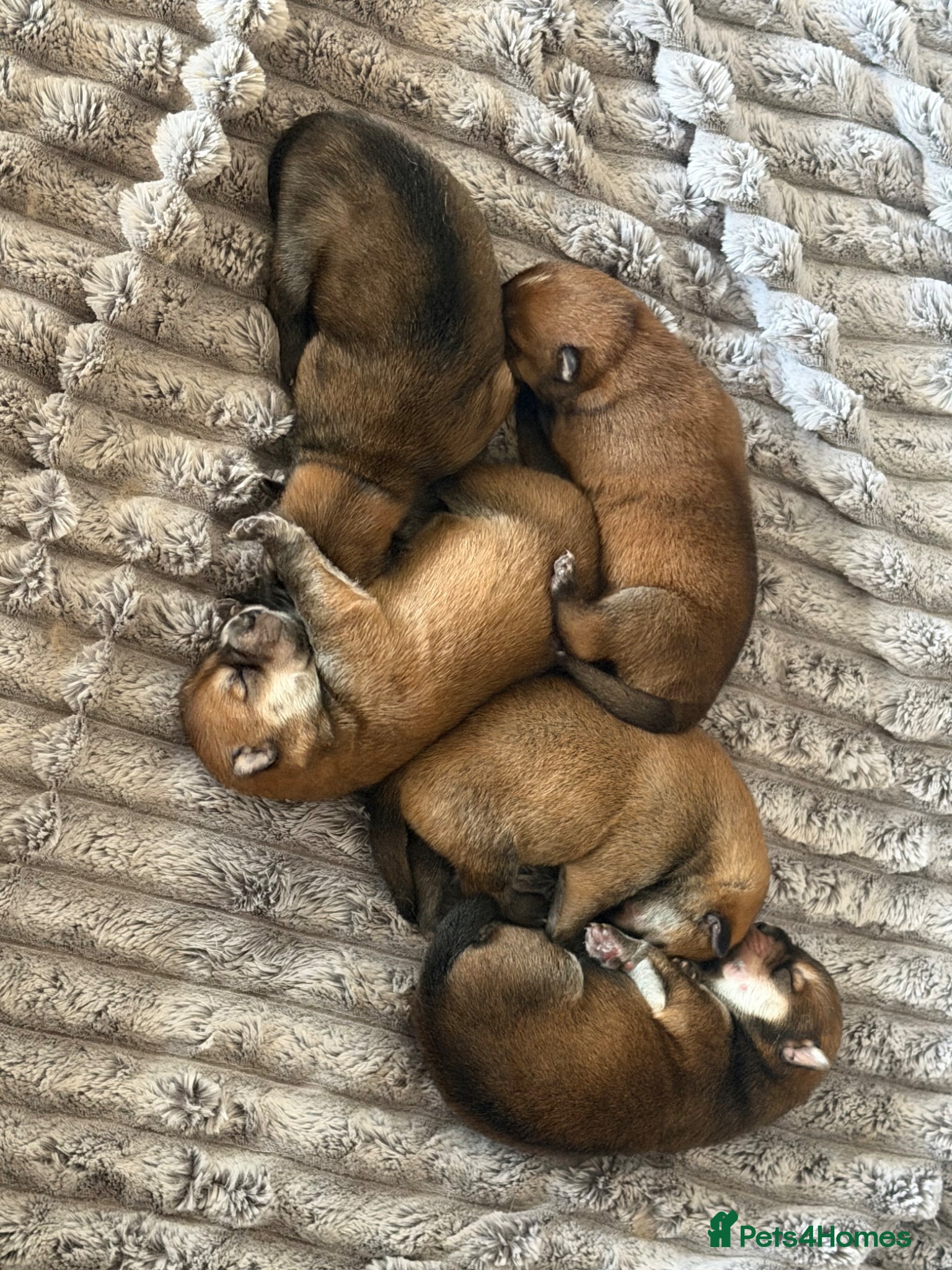 Mixed Breed dogs Chowski puppy’s  - Advert 2